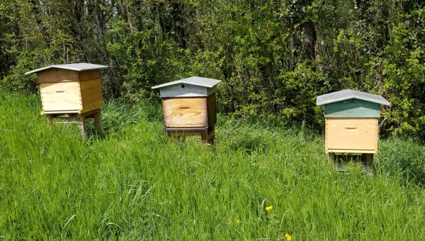Les ruches du domaine
